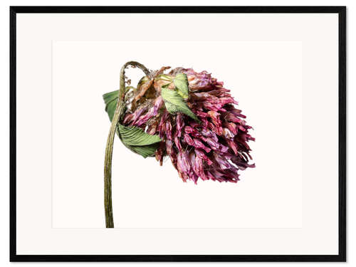 Gerahmter Kunstdruck Kleeblüte IV