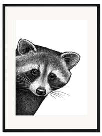 Gerahmter Kunstdruck Waschbär schaut um die Ecke