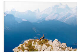 Tableau en aluminium Chamois with fawn on the summit in the Diemtig valley - Marcel Gross