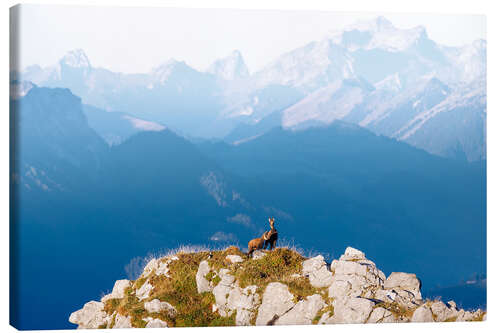 Canvas-taulu Chamois with fawn on the summit in the Diemtig valley
