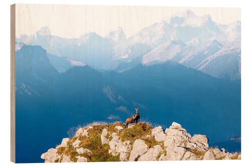 Wood print Chamois with fawn on the summit in the Diemtig valley