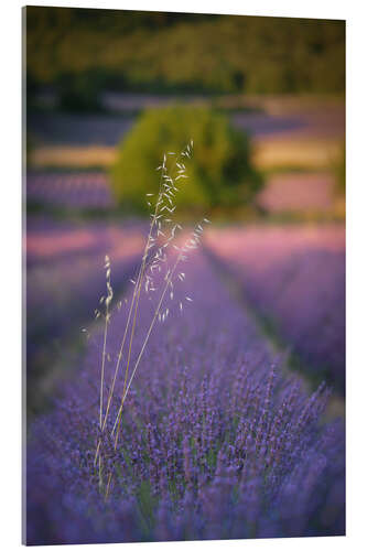 Akrylglastavla Oats in lavender