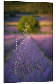 Alubild Hafer im Lavendel - Jens Sieckmann