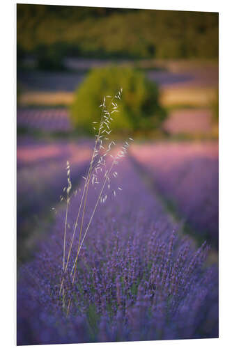 Print på skumplade Oats in lavender