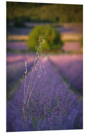 Foam board print Oats in lavender