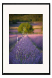 Gerahmter Kunstdruck Hafer im Lavendel