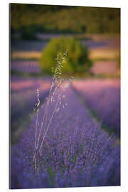 Gallery print Oats in lavender