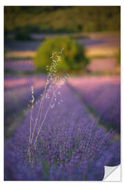 Adesivo murale Oats in lavender