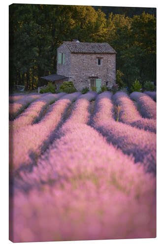 Canvas print House in the lavender field