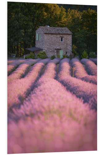 Obraz na PCV House in the lavender field