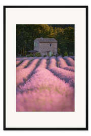 Gerahmter Kunstdruck Haus im Lavendelfeld