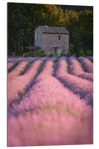 Galleritryck House in the lavender field