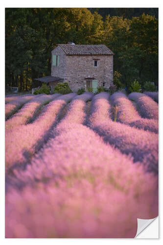 Selvklebende plakat House in the lavender field