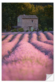 Selvklebende plakat House in the lavender field