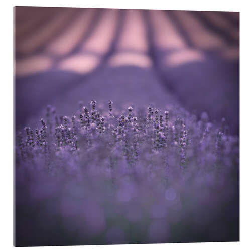 Quadro em acrílico Provence in violet