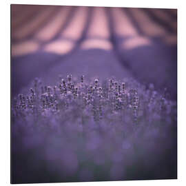 Aluminium print Provence in violet