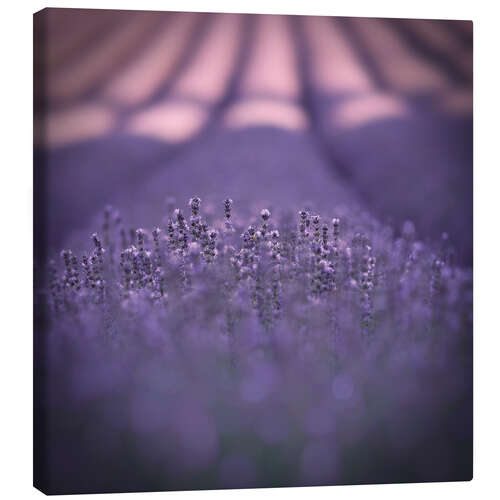 Canvas print Provence in violet