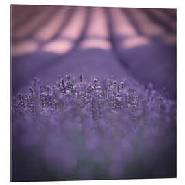 Gallery print Provence in violet