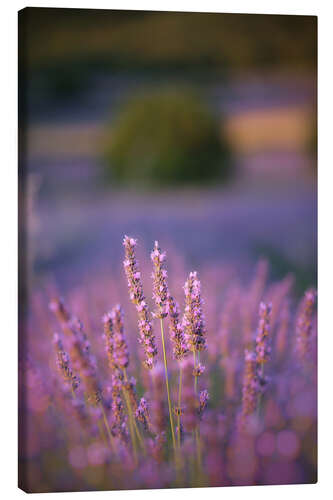 Canvas print Lavender flowers