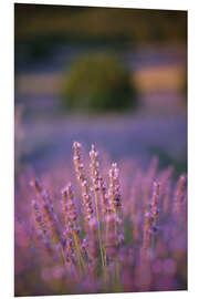 Foam board print Lavender flowers