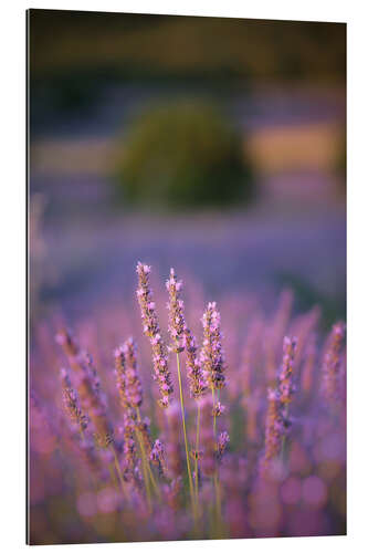 Quadro em plexi-alumínio Lavender flowers