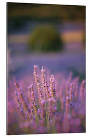 Galleritryck Lavender flowers