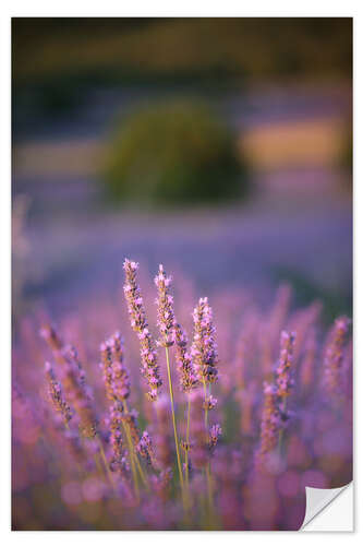 Naklejka na ścianę Lavender flowers