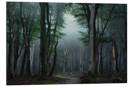 Cuadro de aluminio Escena en un bosque holandés