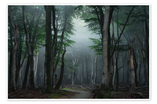 Poster Scene in a dutch forest