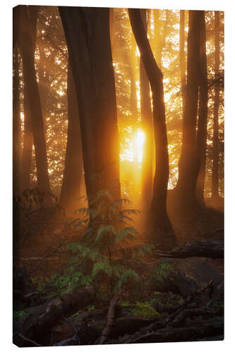 Canvas print First light in the morning in the forest