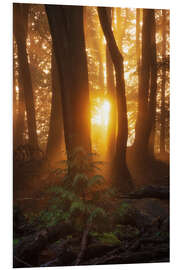 Foam board print First light in the morning in the forest