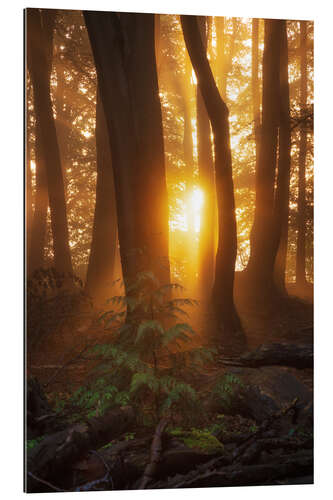 Tableau en plexi-alu First light in the morning in the forest