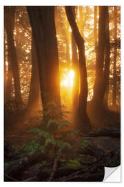 Selvklebende plakat First light in the morning in the forest