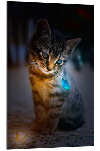 Aluminium print Kitten admires blue Glowing Butterfly