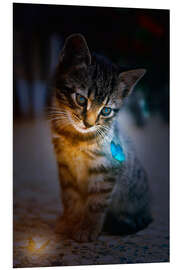 Foam board print Kitten admires blue Glowing Butterfly