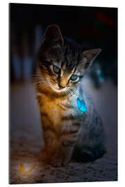 Gallery print Kitten admires blue Glowing Butterfly