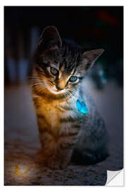 Wall sticker Kitten admires blue Glowing Butterfly