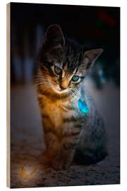 Wood print Kitten admires blue Glowing Butterfly