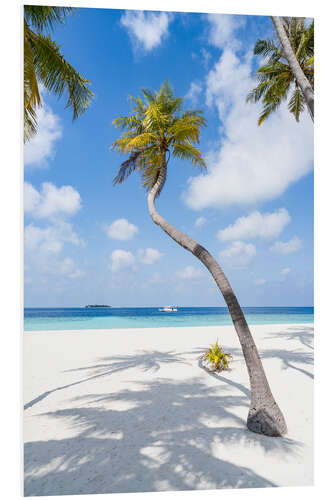 Foam board print Coconut tree on the beach in Maldives