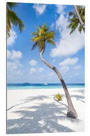 Gallery print Coconut tree on the beach in Maldives