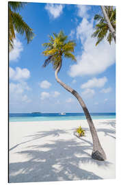 Magnettafel Kokospalme am Strand auf den Malediven