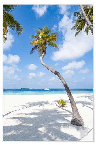 Naklejka na ścianę Coconut tree on the beach in Maldives