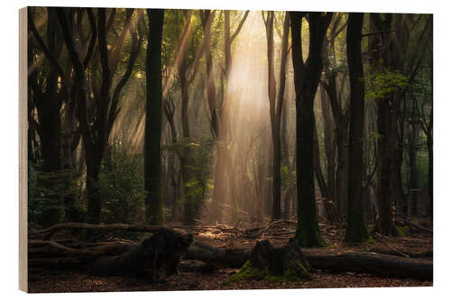 Wood print Beautifully Dutch Forest