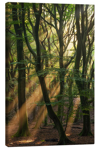 Tableau sur toile Sunrays in a Dutch Forest