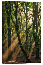 Canvas print Sunrays in a Dutch Forest