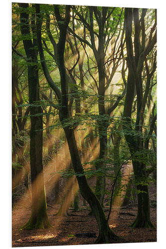 Foam board print Sunrays in a Dutch Forest