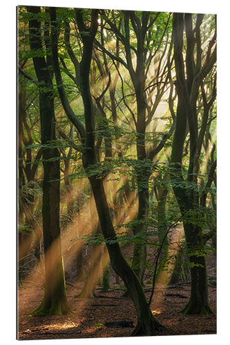 Tableau en plexi-alu Sunrays in a Dutch Forest