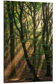 Magnettafel Sonnenstrahlen in einem holländischen Wald