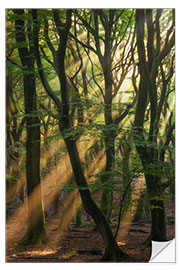 Sticker mural Sunrays in a Dutch Forest