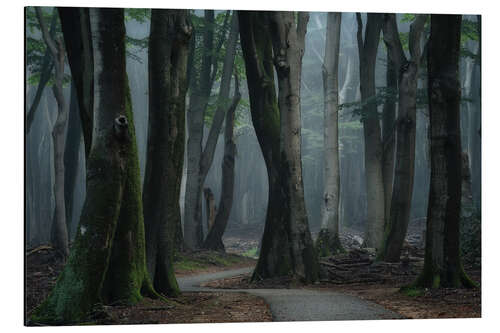 Tableau en aluminium A Path Through the Forest